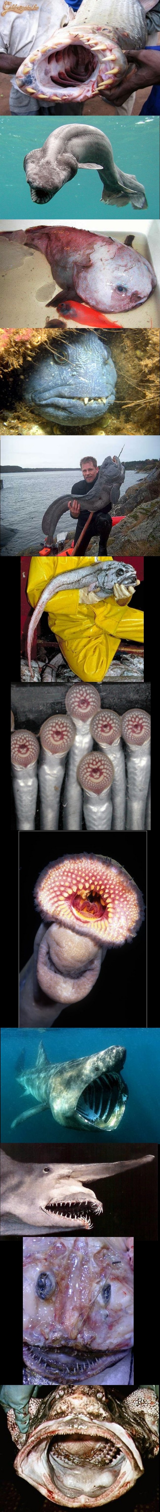 Ki szeret búvárkodni? Íme a legvonzóbb példányok!