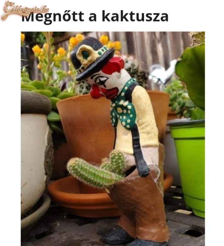 Megnőtt a kaktusza