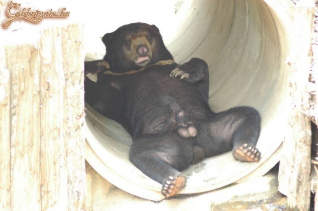 Ne nézzél, vazzeg!