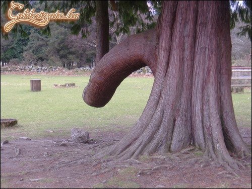 Faszfa