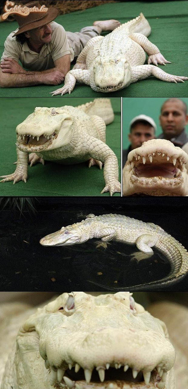 Kis édes albinó kroki