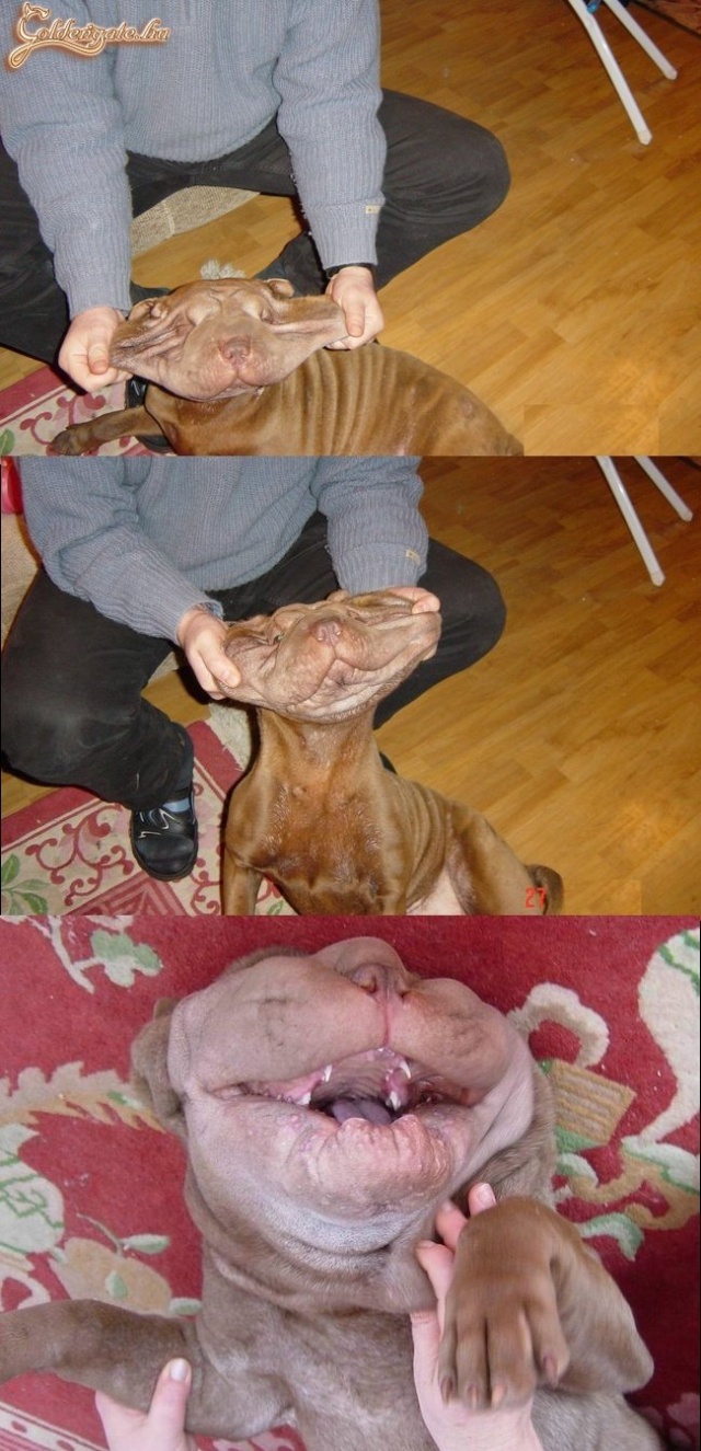 Széles vigyort kérek! Ez az, jó kutya!