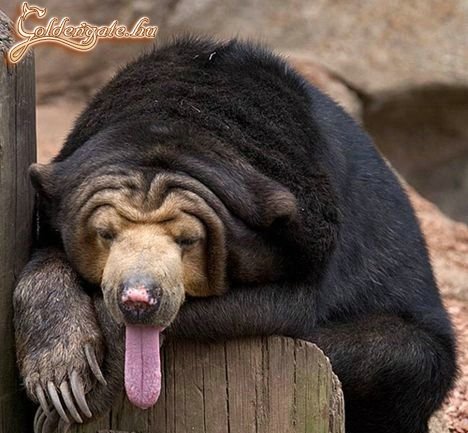 Hű, de kifáradtam!