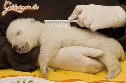 A kis jegesmedve élvezkedik