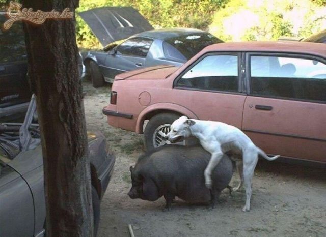 A husikat szereti :)