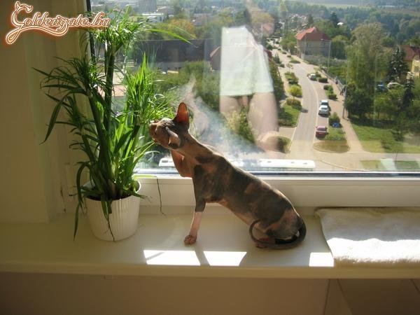 De szép kopasz cica!