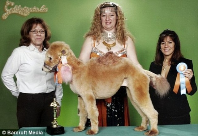 Díjnyertes fodrász