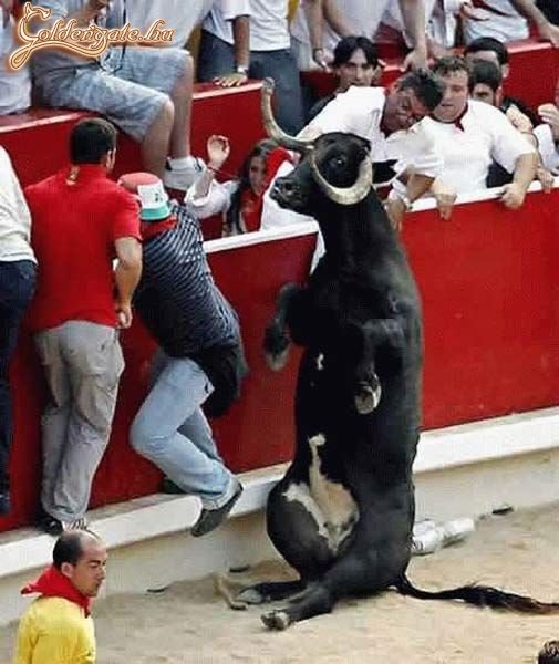 Ül a bika!