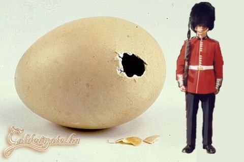 Tojáslikőr (angolul: eggholeguard)