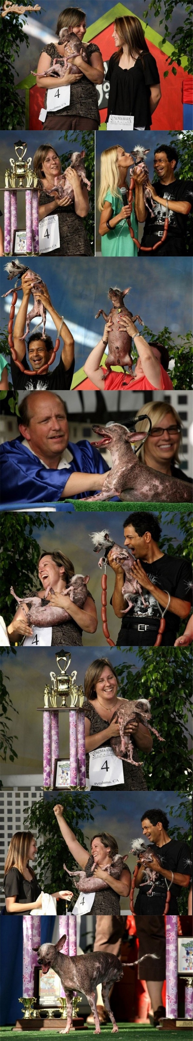 A világ legcsúnyább ebei