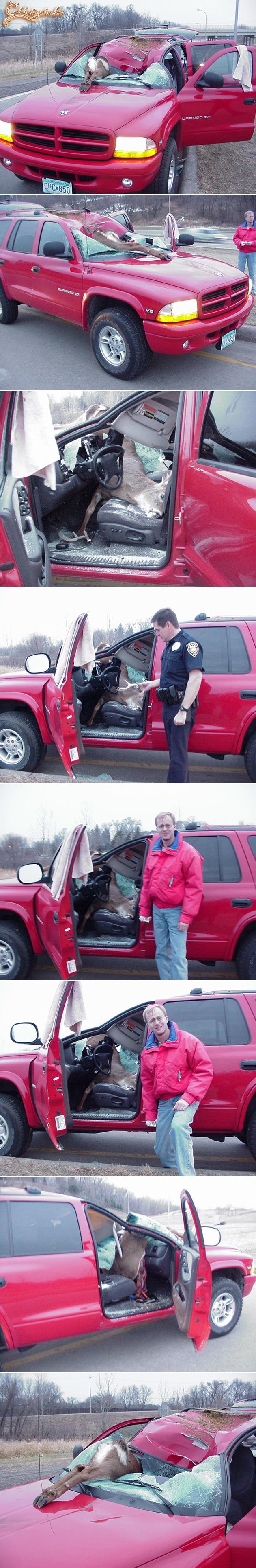 Mázlista ürge, szerencsétlen jószág...