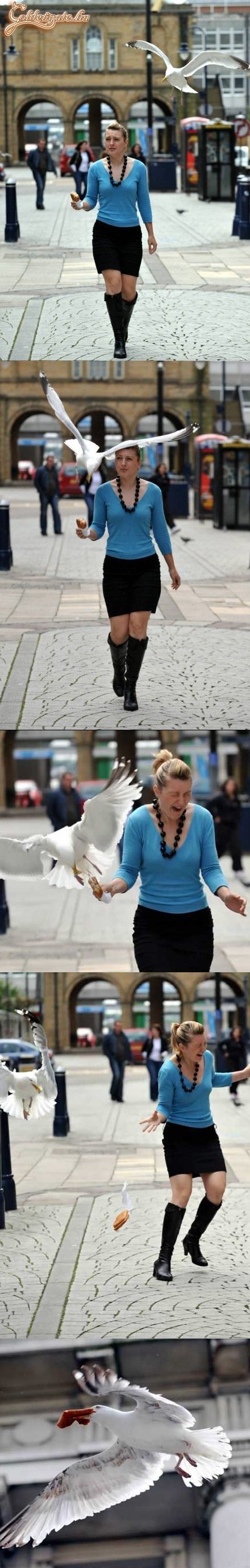 Hiába, a vadászösztön!