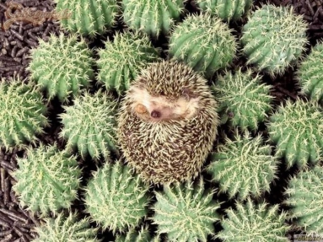 Vár a pihe puha ágyikó