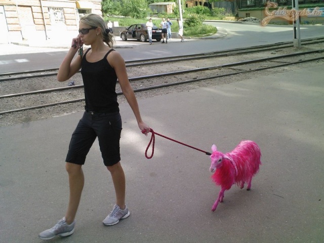 Ez a trendi, nem a kutya!