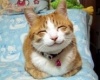 Japcsi macska