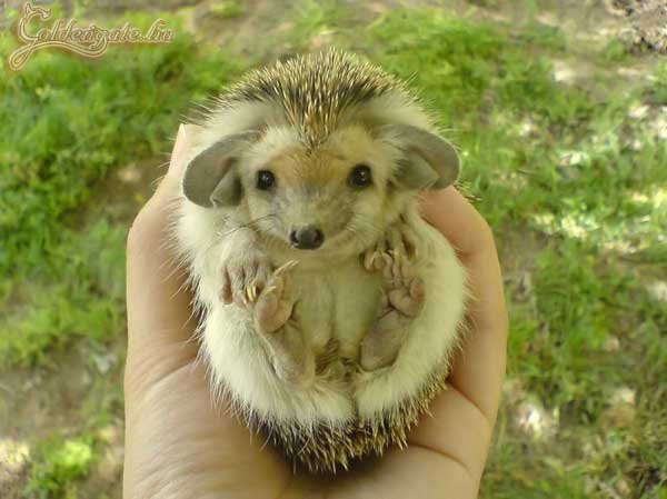 Mától sünike velünk lakik :)