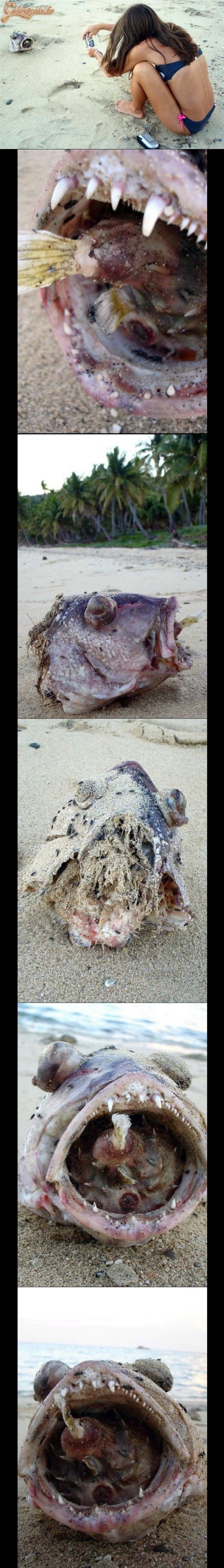 Igen, a partközelben valami nagyobb letépte neki is a fejét!