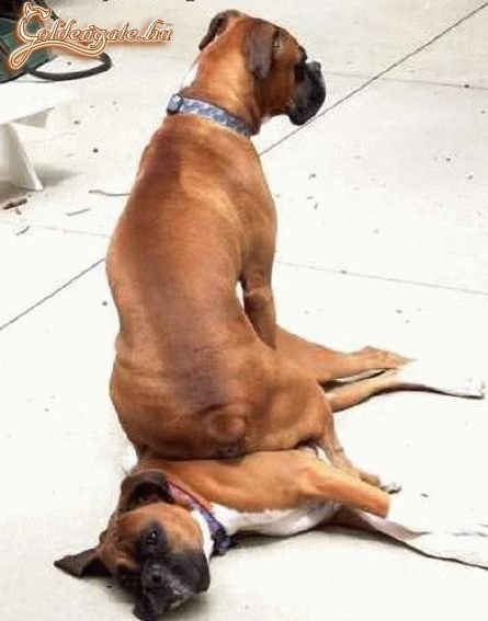 Biztosan kényelmes...