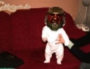 Mini harcos