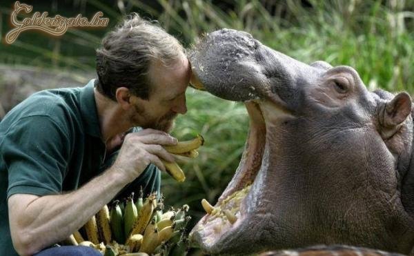 Itt jön a kisvonat...