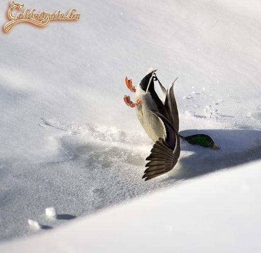 Kényszerleszállás