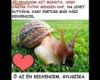 Gyuszika