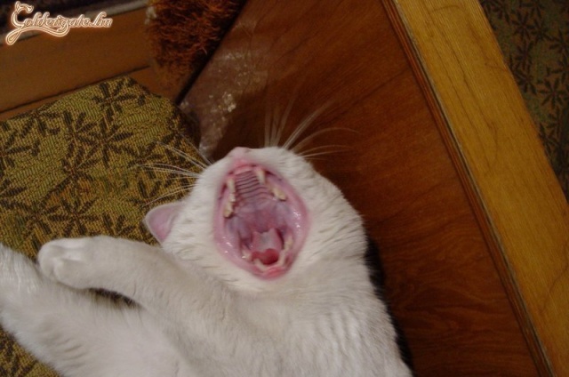 Áááááááááááááá!