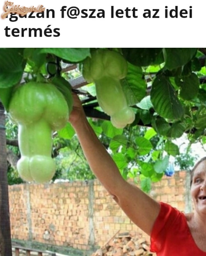 Fasza termés