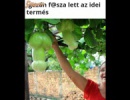 Fasza termés