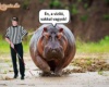 Viziló vak