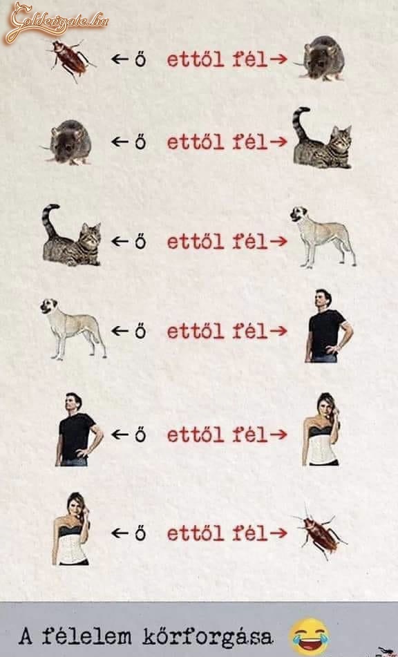 Félelem körforgása