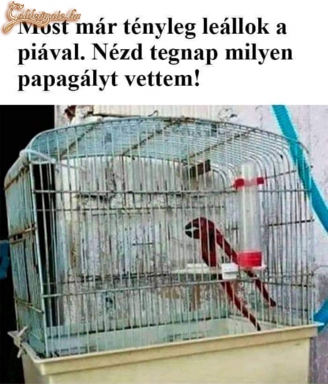 Papagáj 