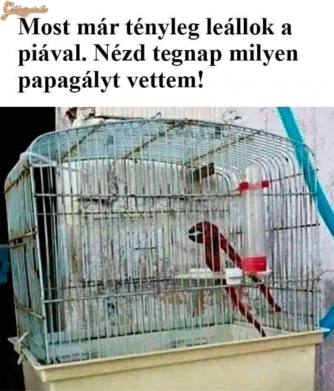 Papagáj 