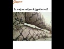 Kígyó