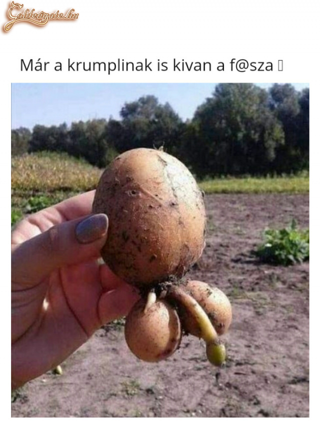 A krumpli fasza