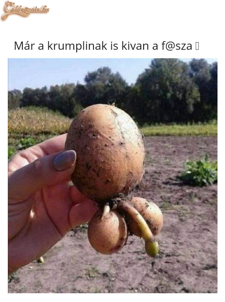 A krumpli fasza