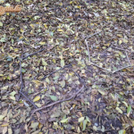 Bakot nem lőttem, csak pár képet - 39. kép