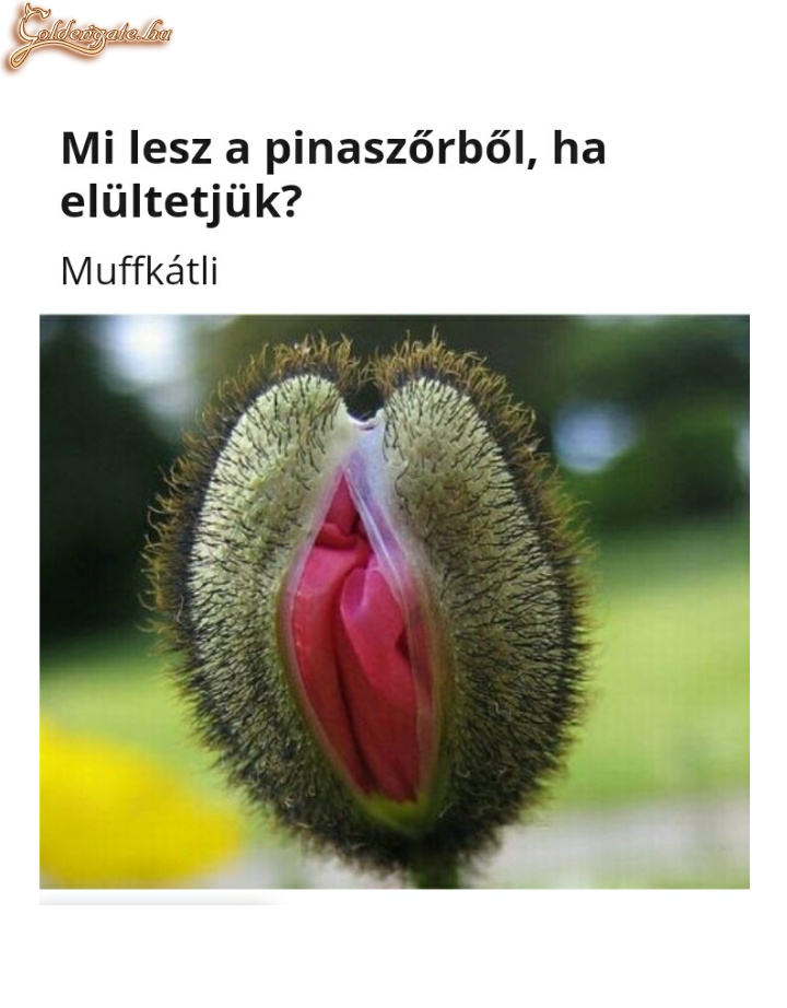 Muffkátli