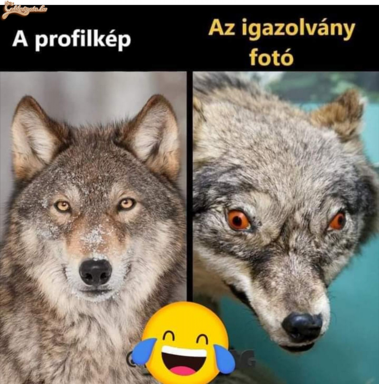 Igazolvány kép