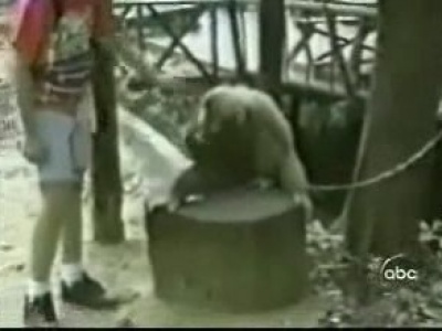 A telhetetlen majom! :)