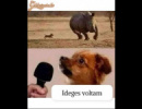 Ideges 