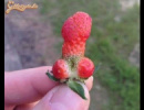 Fasza kis eper