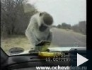Szegény majom :)