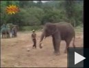 Focizó elefánt