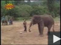 Focizó elefánt