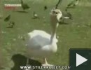 Ne etesd a pelikánokat. Megoldják egyedül! :)