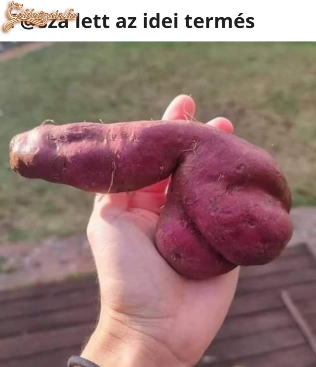Fasza krumpli