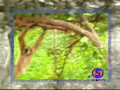 A majom aki megkíserti a sorsot de nyer