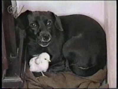 Jeremos a hős gondoskodó mami