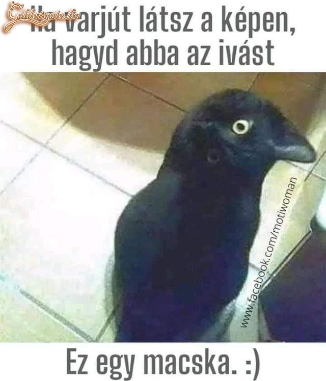 varjú 
